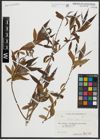 Foto von Salix alba L.